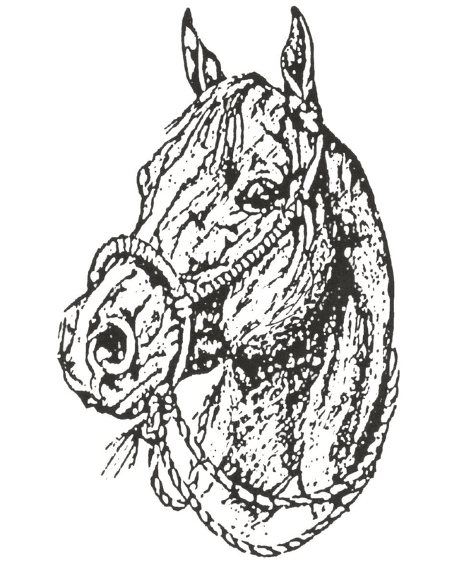 Hand-drawn horse head illustration
